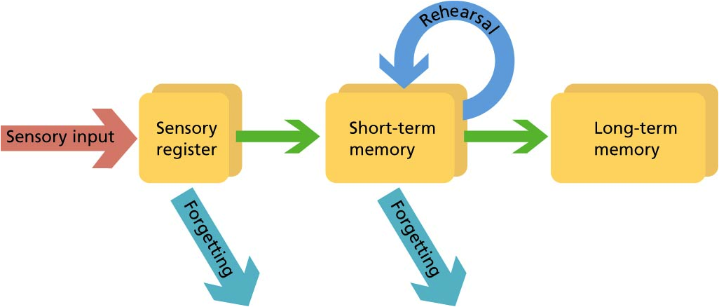 Что такое рабочая память и как ее улучшить